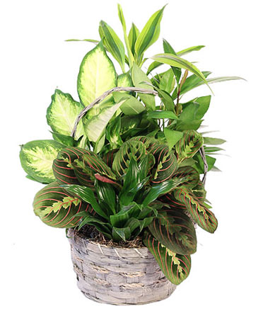 Emerald Delight Dish Garden in Helena, MT | THE FLORAL COTTAGE